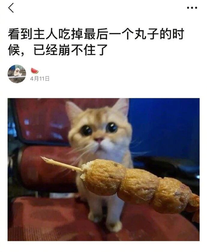 主人当着猫猫的面吃掉了所有丸子，宠物猫的表情