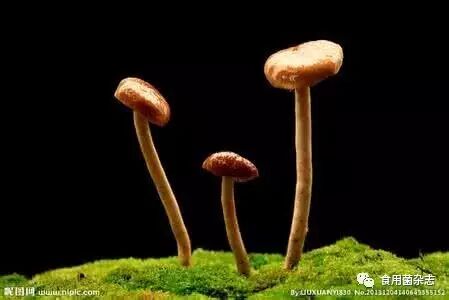 药食同源，非药胜药，保健珍品食用菌
