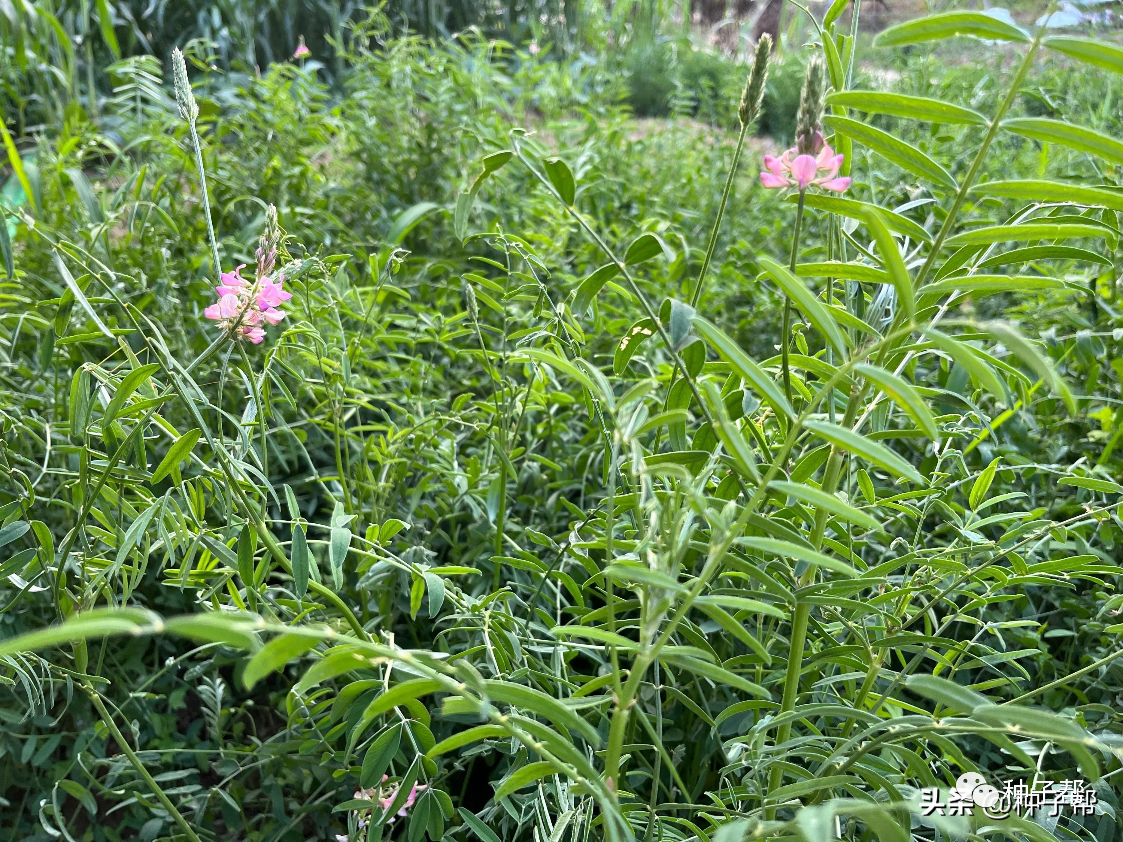 红豆草和紫花苜蓿哪个好？种植季节是？