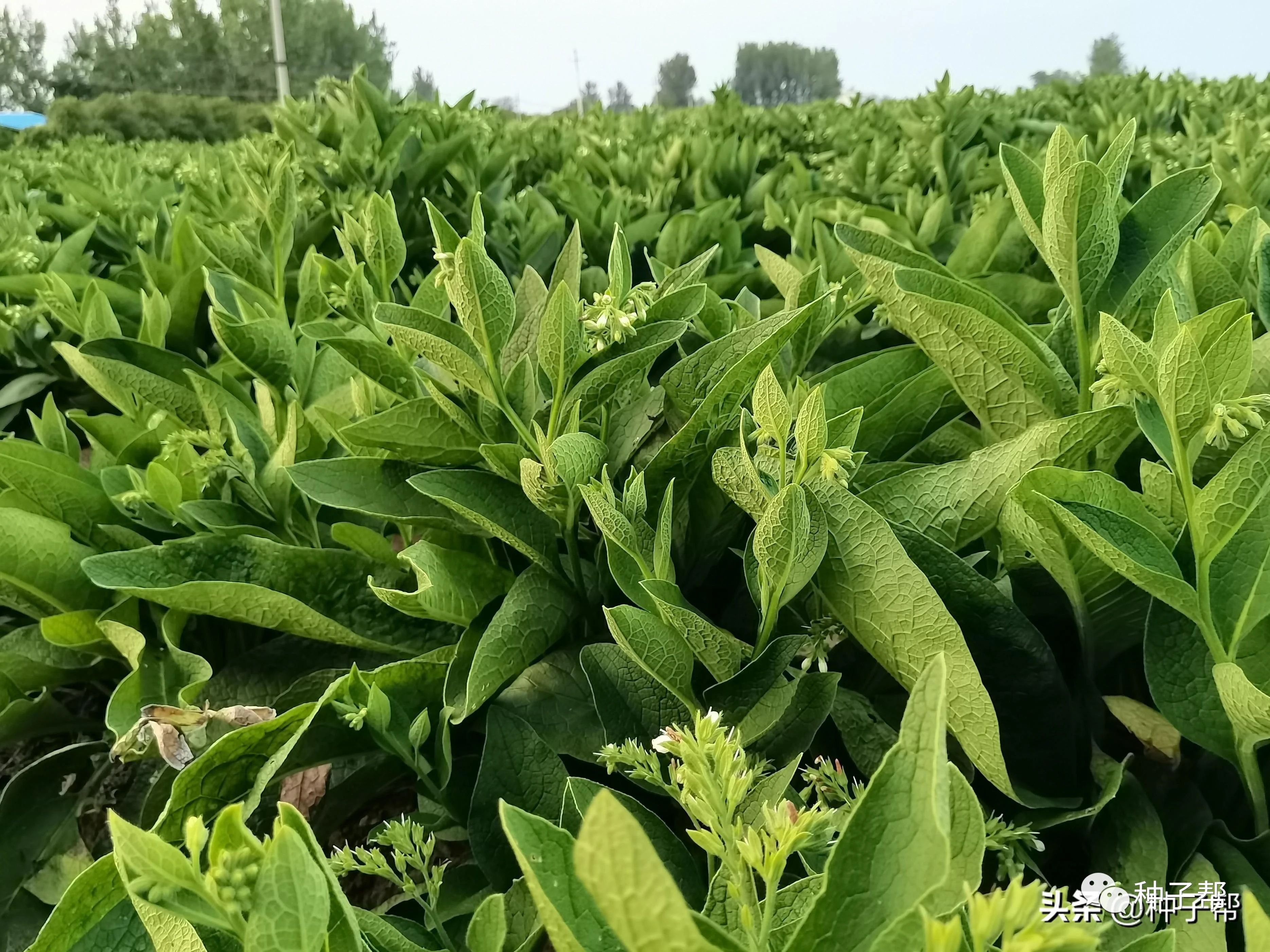 俄罗斯饲料菜，鲜草亩产高、好种植。