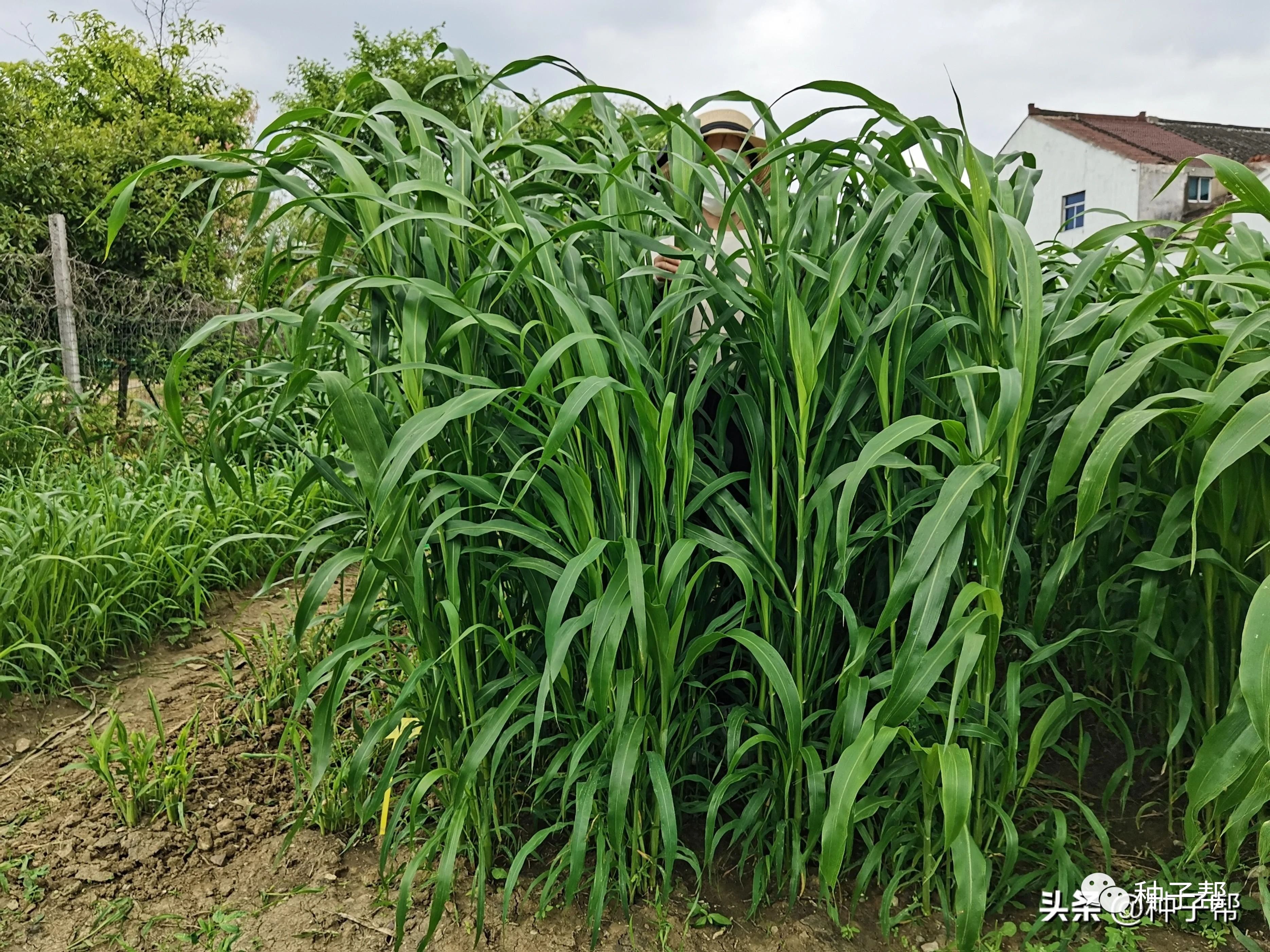 牛羊爱吃的高产牧草高丹麦及种植技术和产量