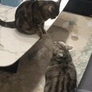 喵：那头猪打架好厉害！！！