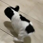 小法斗跑去挑衅其它狗子，一点也不慌，原来是有这么一个绝招！