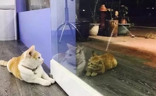 两只猫隔着一扇薄薄的透明玻璃窗， 却好像是隔出了两个世界！！网友：莫名的戳中泪点！！