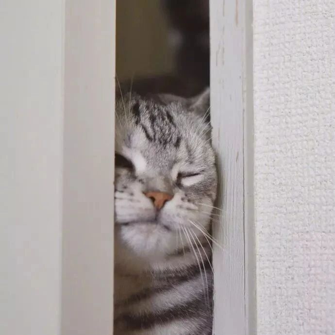执着于用胖脸挤门的猫咪，猫生就是一场大型的不妥协 ​​​​
