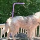 当哈士奇换毛时，是一种怎样的场景？