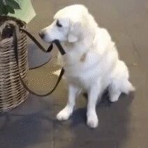 网友散步偶遇狗狗自己栓自己，还一点也不乱跑，太可爱了！