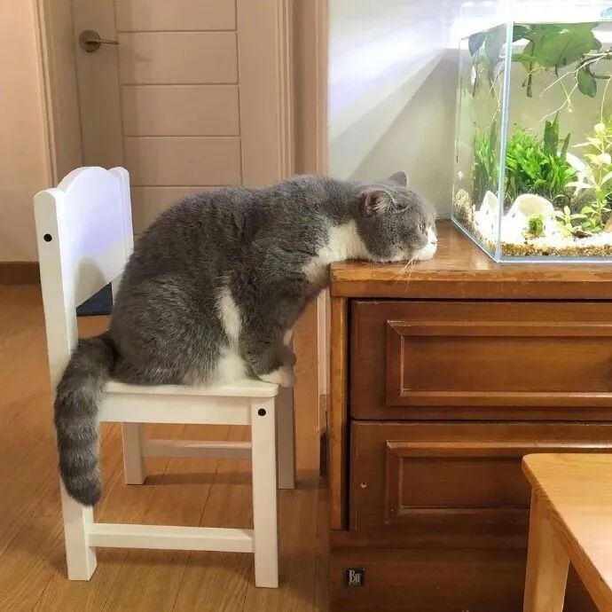 自从养了鱼后，家里的猫每天就这样一直盯着，好投入！