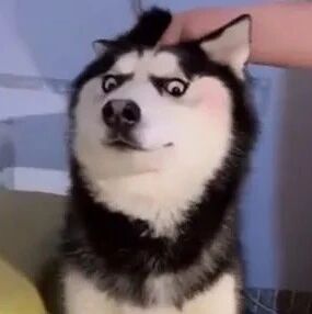 哈士奇拆家后被主人拎着教育，可下一秒狗子的反应，笑到胃疼！