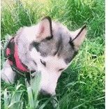 网友带哈士奇去看羊群，结果回来后狗子就全变了，笑喷！