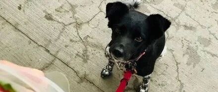 狗子从小就很贪吃，8岁后主人拿它的对比照，网友：这孩子不长的啊！！！