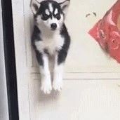 网友在门上开了个猫洞，没想到二哈看到后就忍不住了，笑喷！