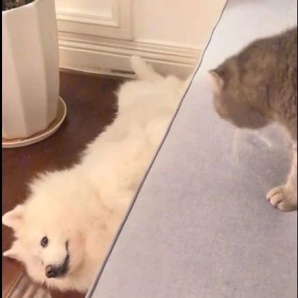 有什么重大事情一定不要让家里的猫做主，不靠谱。网友：呵呵，长见识了！