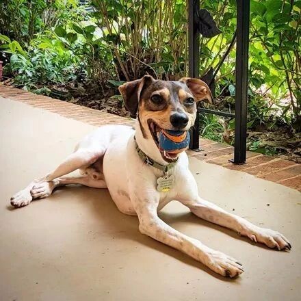 网友搬了一个雕像回家，结果狗子做出的举动，让他笑喷了！