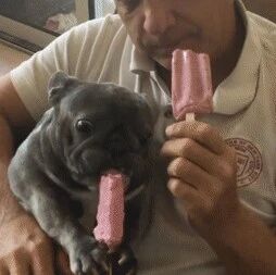 小法斗陪主人吃冰棒，可它吃的姿势，也太萌了一点！