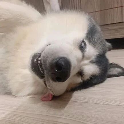 二哈：我就是我，不一样的烟火