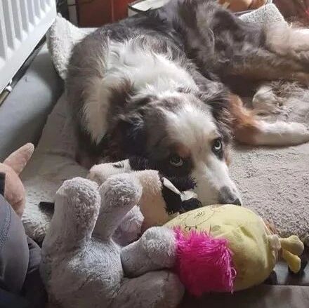 玩具洗了拿去晾干，没想到狗子居然跑去站岗，还守了一整天！