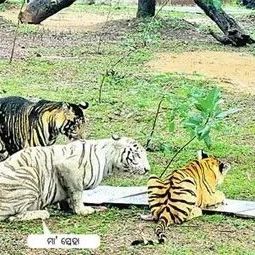 全球少见的黑老虎与另一只白老虎，居然是同只妈妈生的！网友：这大猫独领风骚！！！