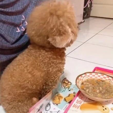 狗子老是不好好吃饭，过几天网友想出一招，它果然上当了！