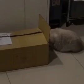 猫跳进纸箱却遭翻车，待它离开，箱里又钻出一猫骂骂咧咧！网友：这猫究竟做了什么？