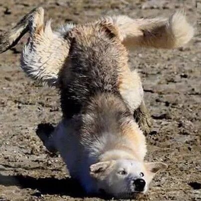 网友带哈士奇到野外，没想到整只狗都不好了，画面...不忍直视！