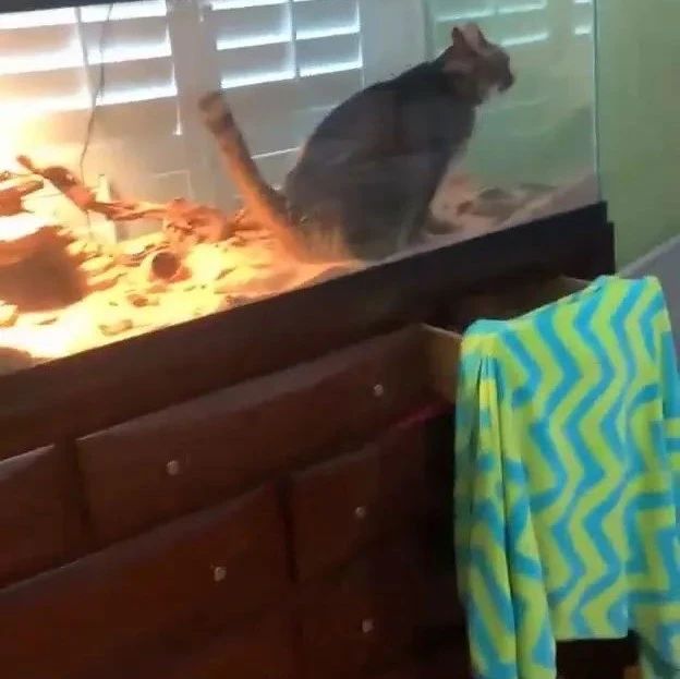 猫闯进蜥蜴温箱尿尿，女主发现后，崩溃到大叫！喵：有猫砂盆，我不拉，就是玩！