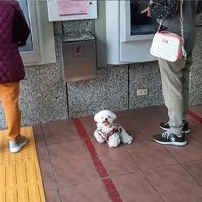 网友去ATM取钱，带上狗子当保镖，可狗子的反应却让她笑哭！网友：这汪不被抱走才怪！
