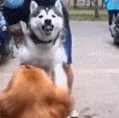 网友抱着二哈挑衅金毛，想测试狗子的胆量，然而这结局...笑疯了！