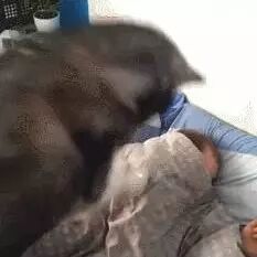 萨摩耶和二哈叫你起床的方式，二哈的方式真的受不了！