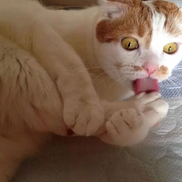 猫有多怪癖？看到这些辣眼睛的沙雕行为后,网友直呼:喵又再次刷新我的三观!!