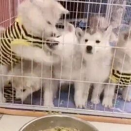 网友养了5只哈士奇，可没想到一顿饭就鉴定出了它们的智商，笑喷了！