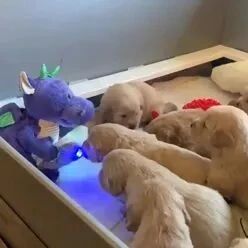 9只小狗乖乖听故事，其中一只却呼呼大睡，网友：它有自己的想法！