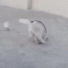 哈士奇学拉布拉多从高处跳下，可自己又没算好高度，结局太惨了，哈哈