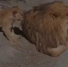拍到狮子爸爸带娃一幕，网友感慨：小狮子能活着是真幸运！