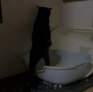 头次见猫站着尿尿，还引千万网友围观，把大家都看懵了！网友:这操作我服了!!