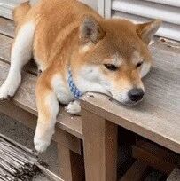 柴犬趴在木板上，一脸心事重重的表情：别烦我，一边去！