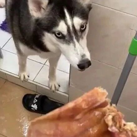 洗衣服时掉出一个猪耳朵，主人找二哈对峙，还被它骂了一顿，网友：这很纯！