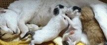 猫妈在喂奶时，两只小猫抢得好激烈，而边上的橘猫亮了！网友回复：大橘已定，休战吧小哥俩！！！