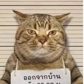 猫咪违反夜间宵禁规定，不幸遭到逮捕，还被强制拍下罪犯照！网友：这是要笑死的节奏！！！