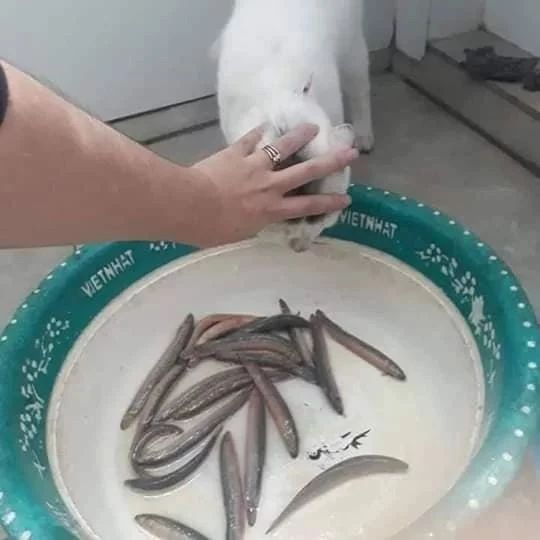 主人准备煮泥鳅，猫就过来试图偷走，于是主人想了这个办法！网友：人才啊！！