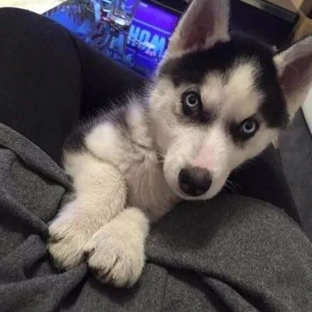 哈士奇因太安静被主人嫌弃，可几个月后...铲屎官崩溃了，笑喷！