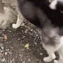 网友用钢管鉴定哈士奇的智商，没想到狗子一点也没让她失望，笑疯了！