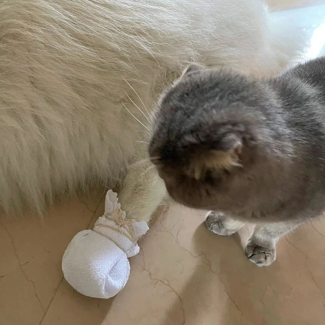 蠢狗误食有毒植物紧急就医,猫任劳任怨悉心照顾,这家缺猫还真不行......
