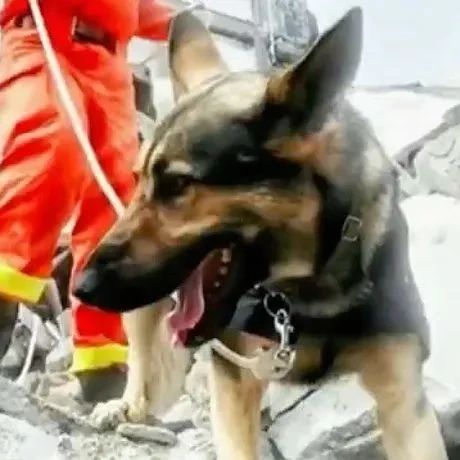 再见小英雄！67只汶川地震搜救犬已全部离世