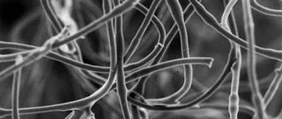 cover_image