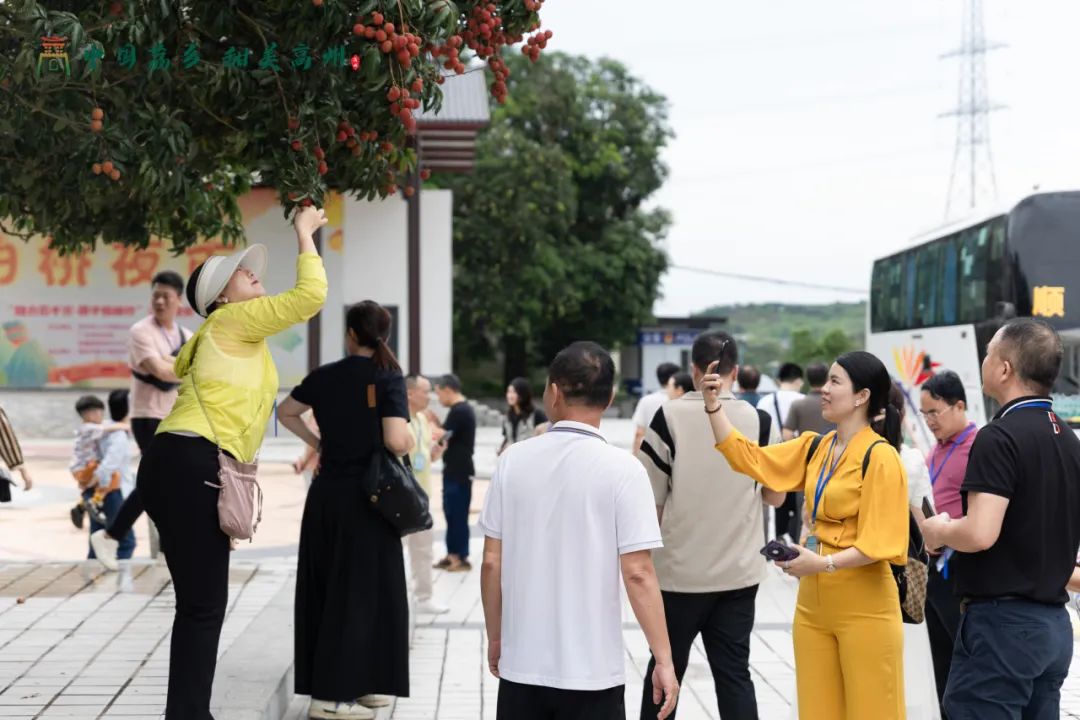 阳江市旅游协会旅行社分会参加“中国荔乡  甜美高州”高州市文旅招商推介会邀请采风踩点活动