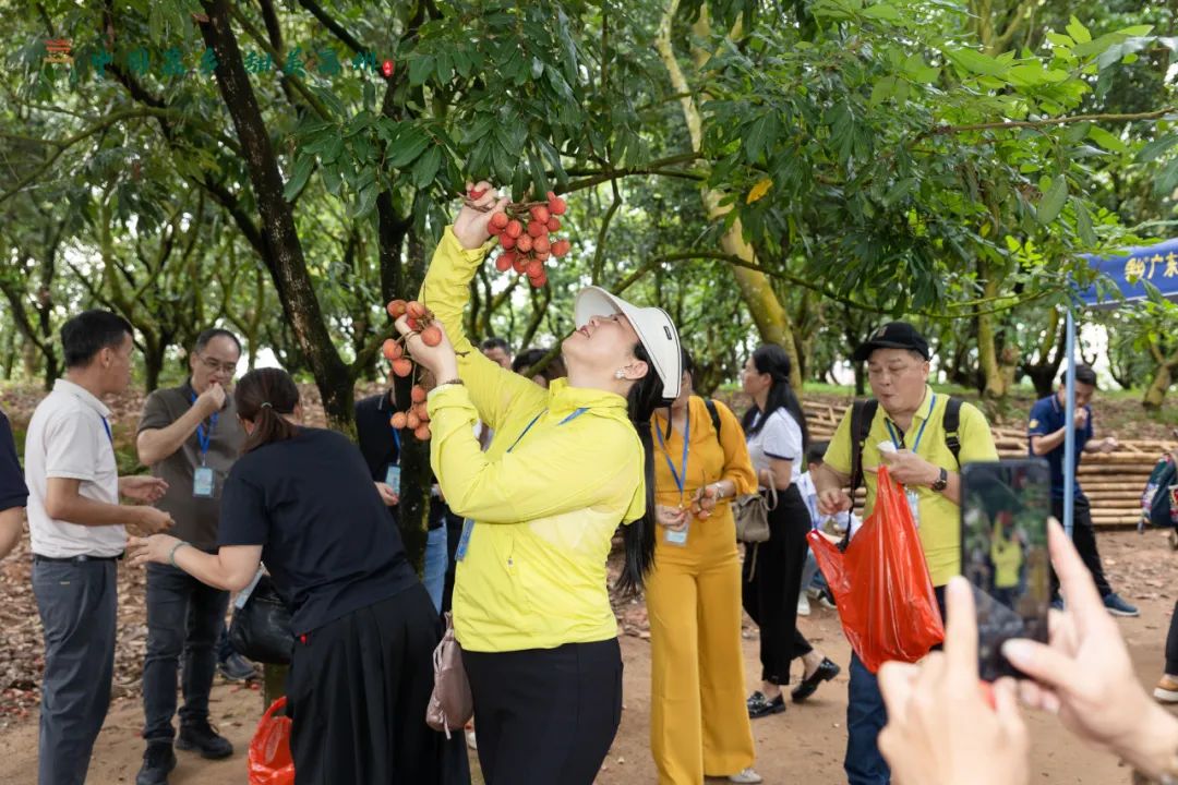 阳江市旅游协会旅行社分会参加“中国荔乡  甜美高州”高州市文旅招商推介会邀请采风踩点活动