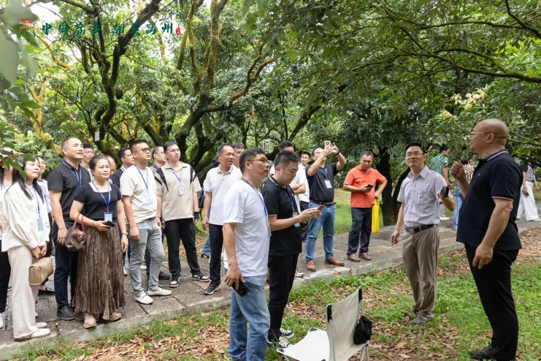 阳江市旅游协会旅行社分会参加“中国荔乡  甜美高州”高州市文旅招商推介会邀请采风踩点活动