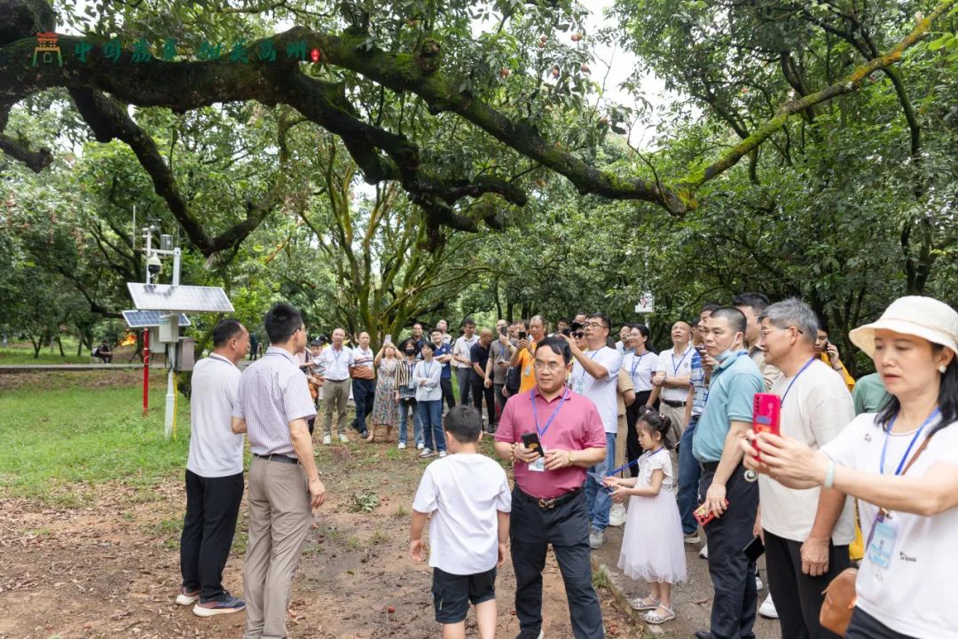 阳江市旅游协会旅行社分会参加“中国荔乡  甜美高州”高州市文旅招商推介会邀请采风踩点活动