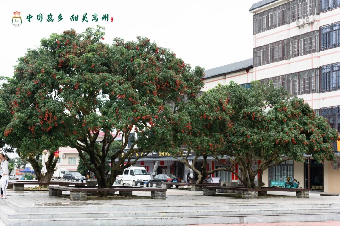 阳江市旅游协会旅行社分会参加“中国荔乡  甜美高州”高州市文旅招商推介会邀请采风踩点活动